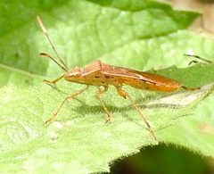 Burtinus notatipennis by Francisco Farriols Sarabia. Used under a CC BY 4.0 license.