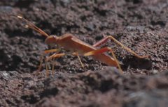 Megalotomus quinquespinosus P1290898b by 
xpda. Used under a CC BY-SA 4.0 license.
