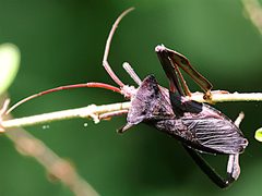 Acanthocephala declivis-dorsal by peterwchen. Used under a CC BY 4.0 license.