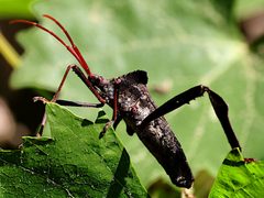 Acanthocephala declivis-lateral by peterwchen. Used under a CC BY 4.0 license.
