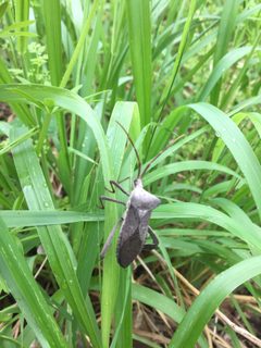 Giant Leaf-footed Bug Texas by NCBioTeacher. Used under a CC0 license.