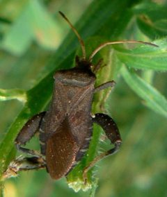 Euthochtha galeator by Benimoto. Used under a CC BY 2.0 license.