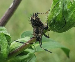 Euthochtha galeator late instar nymph by CriticalDrinking. Used under a CC BY-SA 4.0 license.