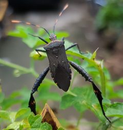 Leptoglossus gonagra - Philippines by Obsidian Soul. Used under a CC BY-SA 4.0 license.