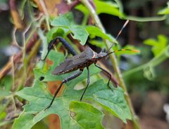Leptoglossus gonagra - Philippines 2 by Obsidian Soul. Used under a CC BY-SA 4.0 license.