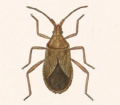 Biologia Centrali-Americana - Chelinidea tabulata by Bale & Danielsson; Bannwarth, Th.; Cambridge Scientific Instrument Company; Godman, Frederick Du Cane; Hanhart; Horman-Fisher, Maud; Knight, H.; Mintern Bros.; Purkiss, W.; Salvin, Osbert; Saunders, G. S.; Schlereth, M. v.; Sharp, M. A.; Taylor & Francis; Wilson, Edwin. Used under a Public domain license.