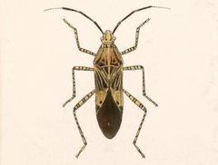 Biologia Centrali-Americana - Hypselonotus punctiventris by Bale &amp; Danielsson; Bannwarth, Th.; Cambridge Scientific Instrument Company; Godman, Frederick Du Cane; Hanhart; Horman-Fisher, Maud; Knight, H.; Mintern Bros.; Purkiss, W.; Salvin, Osbert; Saunders, G. S.; Schlereth, M. v.; Sharp, M. A.; Taylor &amp; Francis; Wilson, Edwin. Used under a Public domain license.