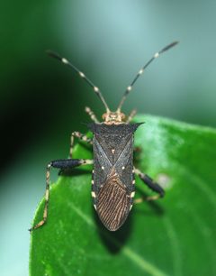 Bug November 2009-1 by Alvesgaspar. Used under a CC BY-SA 3.0 license.
