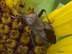 Piezogaster calcarator - inat 326376827 by {{{name}}}. Used under a CC BY 4.0 license.