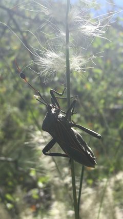 Giant Mesquite Bug by jdmartin2. Used under a CC BY-SA 4.0 license.
