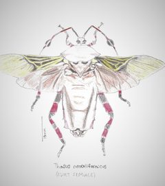 Neocalifornicus drawing2JohnWilliams by Willi726. Used under a CC BY-SA 4.0 license.