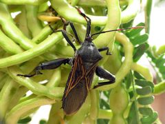Texas Canyon - Giant Mesquite Bug by Katja Schulz from Washington, D. C., USA. Used under a CC BY 2.0 license.