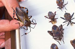 Thasus neocalifornicus from USDA by Peggy Greb. Used under a Public domain license.