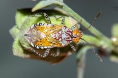Niesthrea louisianica 240074914 by Andrew Meeds. Used under a CC BY 4.0 license.