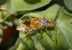 Niesthrea louisianica 245791251 by Andrew Meeds. Used under a CC BY 4.0 license.