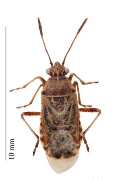 Liorhyssus hyalinus by Iwan Van Hoogmoed. Used under a CC BY 3.0 license.