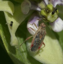 Liorhyssus hyalinus P1060290a by 
xpda. Used under a CC BY-SA 4.0 license.