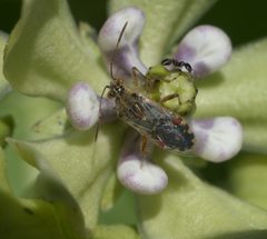 Liorhyssus hyalinus P1060293a by 
xpda. Used under a CC BY-SA 4.0 license.