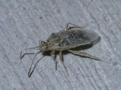 Liorhyssus hyalinus P1520171a by 
xpda. Used under a CC BY-SA 4.0 license.