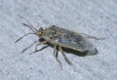 Liorhyssus hyalinus P1520172a by 
xpda. Used under a CC BY-SA 4.0 license.