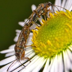 Liorhyssus hyalinus mating by Phonon.b. Used under a CC BY-SA 4.0 license.