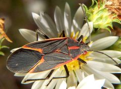Box elder bug by Bruce Marlin. Used under a CC BY-SA 2.5 license.