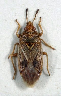 Chilacis typhae01 by M. Virtala. Used under a Copyrighted free use license.