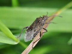 Stictopleurus punctatonervosus 1 by Aiwok. Used under a CC BY-SA 3.0 license.