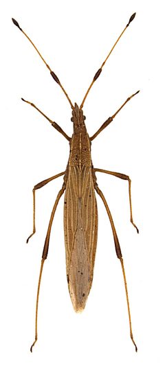 Berytinus minor by Michael J. Raupach ,

   Lars Hendrich ,
   Stefan M. Küchler,
   Fabian Deister,
   Jérome Morinière,

    Martin M. Gossner. Used under a CC BY 4.0 license.