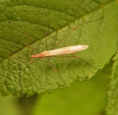 Neoneides muticus - inat 141502389 by {{{name}}}. Used under a CC BY 4.0 license.