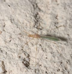 Metacanthus P1090476a by 
xpda. Used under a CC BY-SA 4.0 license.