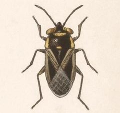 Biologia Centrali-Americana - Geocoris thoracicus by Bale &amp; Danielsson; Bannwarth, Th.; Cambridge Scientific Instrument Company; Godman, Frederick Du Cane; Hanhart; Horman-Fisher, Maud; Knight, H.; Mintern Bros.; Purkiss, W.; Salvin, Osbert; Saunders, G. S.; Schlereth, M. v.; Sharp, M. A.; Taylor &amp; Francis; Wilson, Edwin. Used under a Public domain license.