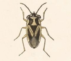 Biologia Centrali-Americana - Geocoris thoracicus 2 by Bale &amp; Danielsson; Bannwarth, Th.; Cambridge Scientific Instrument Company; Godman, Frederick Du Cane; Hanhart; Horman-Fisher, Maud; Knight, H.; Mintern Bros.; Purkiss, W.; Salvin, Osbert; Saunders, G. S.; Schlereth, M. v.; Sharp, M. A.; Taylor &amp; Francis; Wilson, Edwin. Used under a Public domain license.