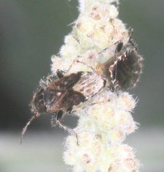 Heterogaster behrensii 4046060 by Scott Loarie. Used under a CC0 license.