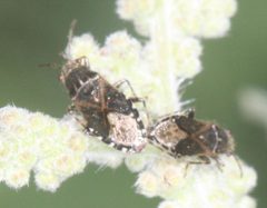 Heterogaster behrensii 4046065 by Scott Loarie. Used under a CC0 license.