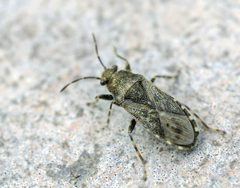 Heterogaster urticae01 by wikipedia. Used under a Attribution license.