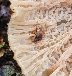 Kleidocerys resedae 107493497 by jensu. Used under a CC0 license.