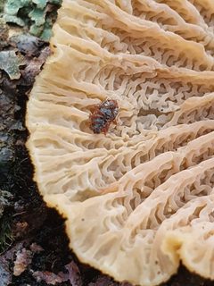 Kleidocerys resedae 107493505 by jensu. Used under a CC0 license.