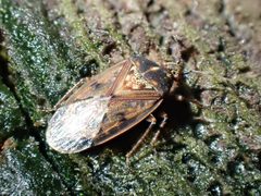 Kleidocerys resedae 114134734 by giantcicada. Used under a CC BY 4.0 license.