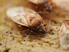 Kleidocerys resedae 115747139 by Alexis. Used under a CC BY 4.0 license.