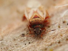 Kleidocerys resedae 115747181 by Alexis. Used under a CC BY 4.0 license.