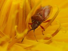 Kleidocerys resedae 123364524 by Alexis. Used under a CC BY 4.0 license.