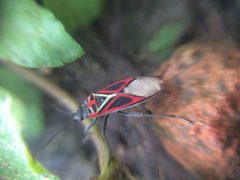 Anochrostomus formosus by NaturaLista user: allannois3. Used under a CC BY-SA 4.0 license.