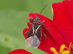 Anochrostomus formosus - inat 31702341 by {{{name}}}. Used under a CC BY 4.0 license.