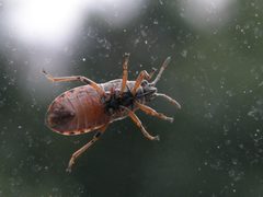 Arocatus melanocephalus 2 by Maite Santisteban. Used under a Copyrighted free use license.