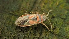 Arocatus melanocephalus 249694181 by Sascha Nun. Used under a CC BY 4.0 license.