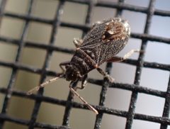 Lygaeospilus tripunctatus 208069321 by Cole Shoemaker. Used under a CC BY 4.0 license.