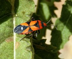 Lygaeus analis - inat 17455411 by {{{name}}}. Used under a CC BY 4.0 license.
