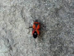 Lygaeus reclivatus by Juan Carlos Fonseca Mata. Used under a CC BY 4.0 license.