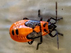 Lygaeus turcicus 231032568 by Randy A Nonenmacher. Used under a CC BY 4.0 license.